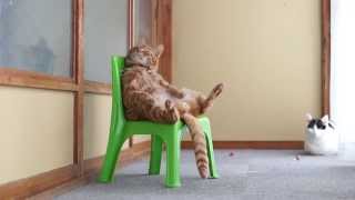 あ～もう仕事したくない！って我々が思う時と、同じイスの座り方をする猫