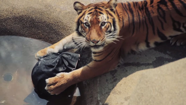 超ワイルド！ 動物園の虎が作ったダメージジーンズ、ヤフオク15万円で落札される