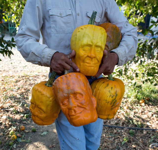 ハロウィンに備えてフランケンかぼちゃ農家が登場
