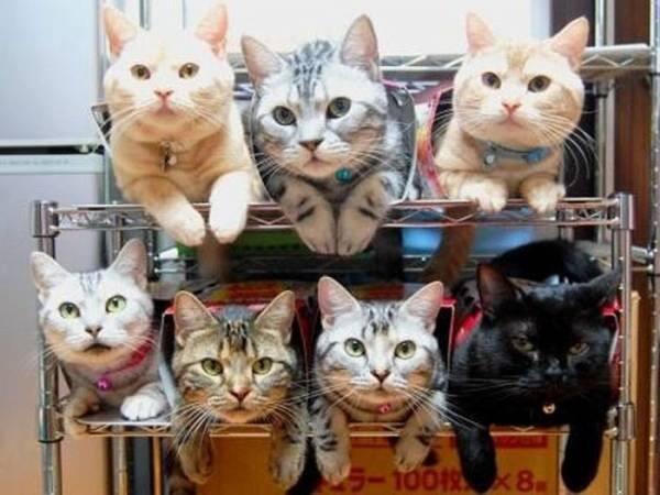 【猫も個室を持つ時代へ】自宅で建てる「猫マンション」が猫たちに大人気