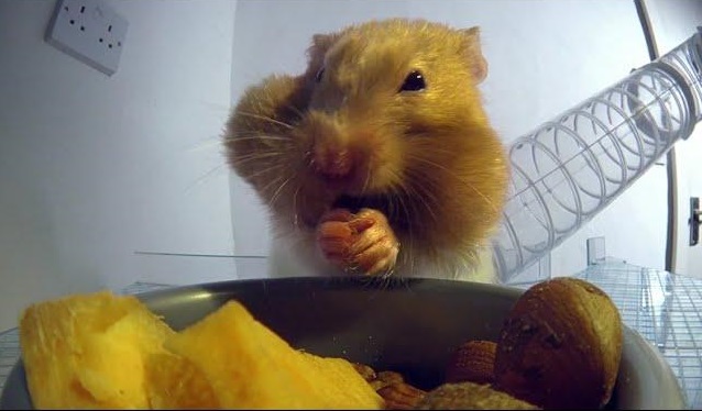 ハムスターはどうやってナッツを口に詰め込んでいるの？その方法を解明したビデオが登場！