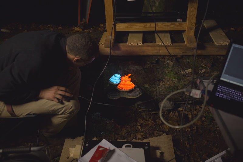 artists-create-a-bioluminescent-forest-with-projectors-2