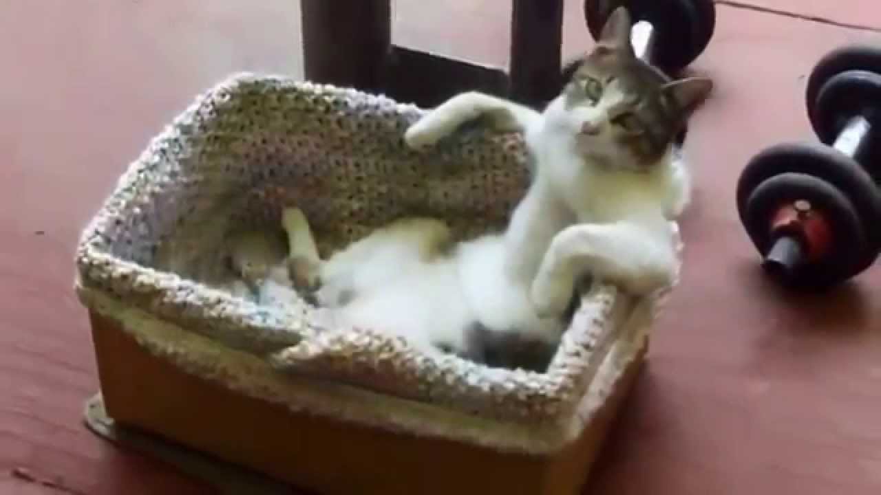 バスケットを風呂代わりにして、くつろぐ猫の表情がじわじわくる動画