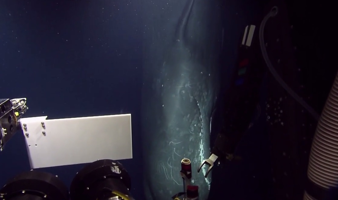 まるで巨大な宇宙戦艦！深海600mで出現したマッコウクジラの映像