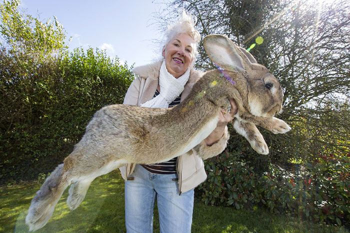 これが世界最大のウサギか…そのサイズ感がもはや大型犬
