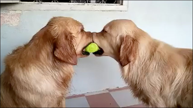 テニスボールを巡る犬たちの仁義なき戦い、その衝撃的結末とは！？
