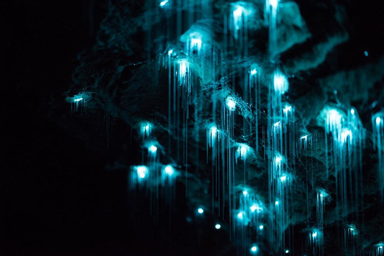 bioluminescent-worms-3