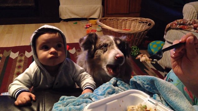 【衝撃映像】赤ちゃんのご飯を食べたい犬、「ママ…」と喋りだす