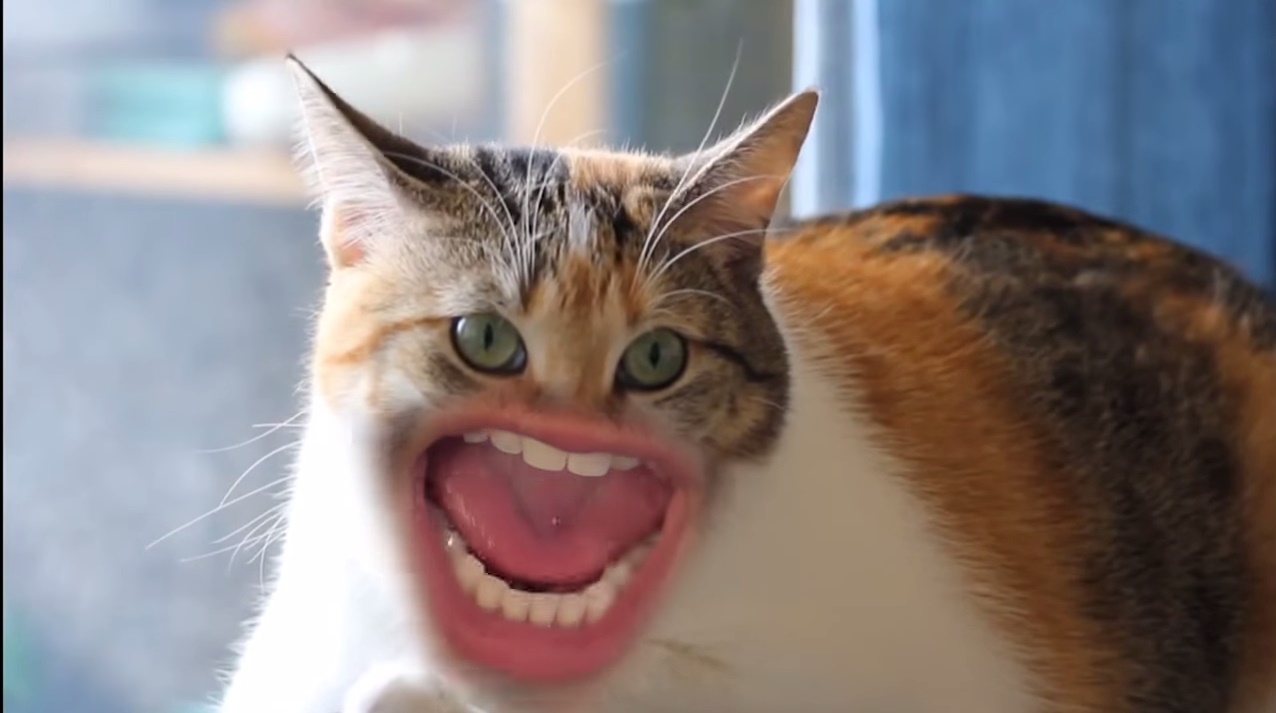 ネコの口元だけが人間のオッサン…狂気に満ちたビデオが公開