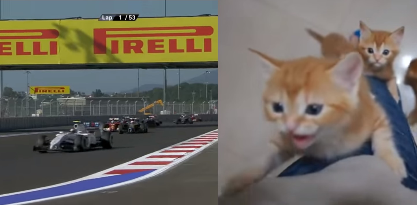 F1のレース音を子猫の鳴き声に挿げ替えると…脱力感で満載になる