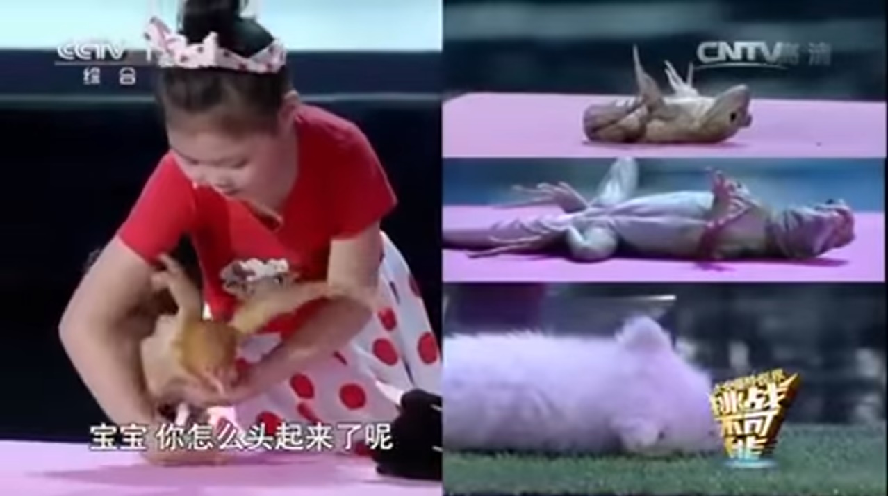 あらゆる生物が撫でられると数秒で寝落ち…神の手を持つ少女が中国に現る