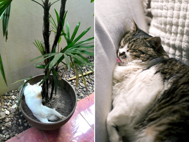 comfy-plant