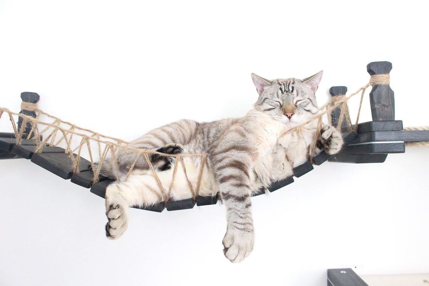猫にとってはハンモック!?壁掛けの猫用つり橋が可愛い