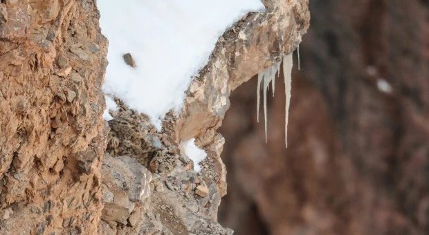 気付かないと即死 写真の中にいるユキヒョウのカモフラージュがすごすぎて見つからない 中2イズム