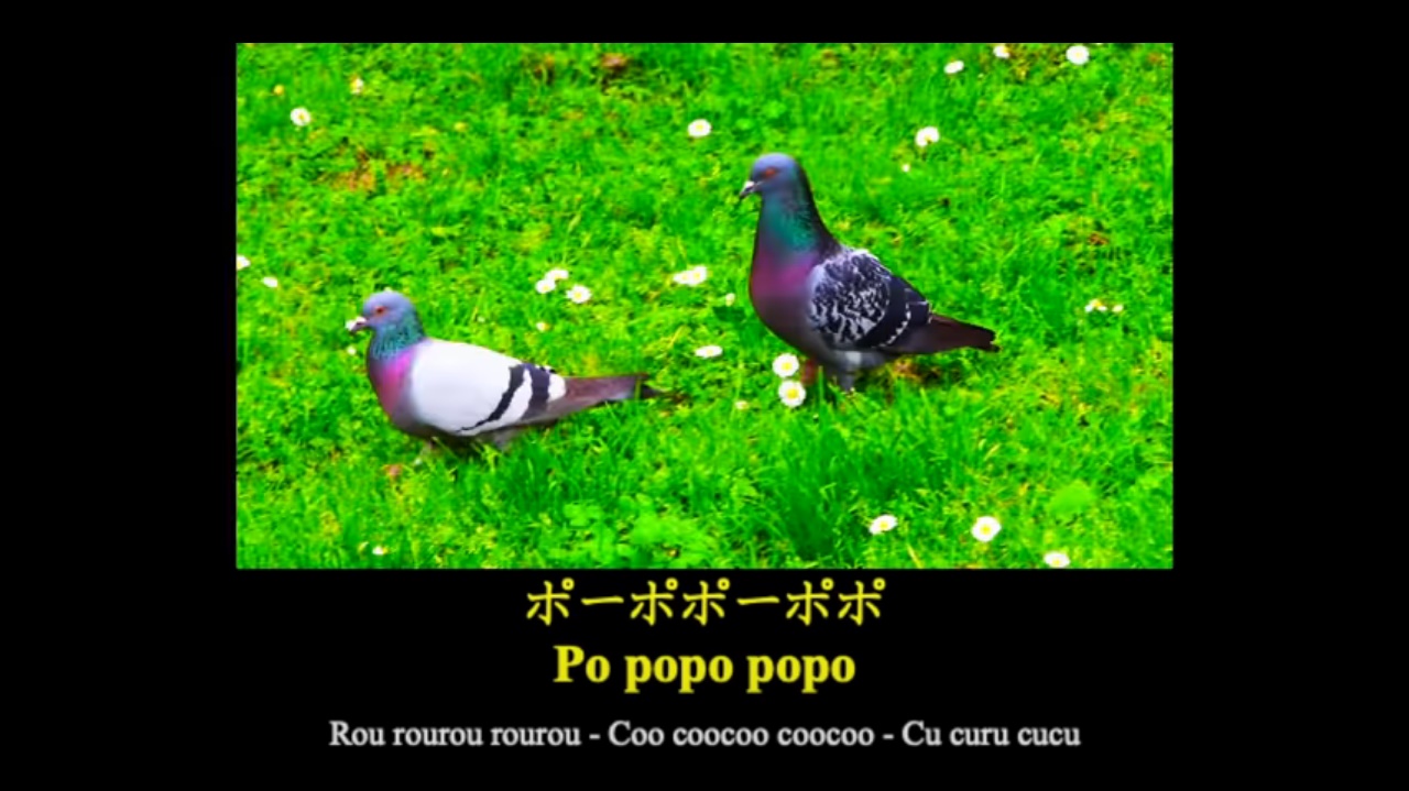 「私は素敵な鳩です」クセ強すぎる謎の楽曲Fred Oarao『Po popo popo』に中毒者続出